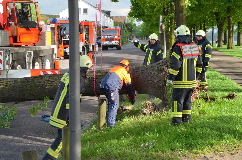 Baum auf Fahrbahn Koeln Deutz Alfred Schuette Allee Mole P620.JPG - Miklos Laubert